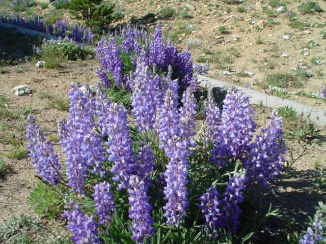 common flowers
