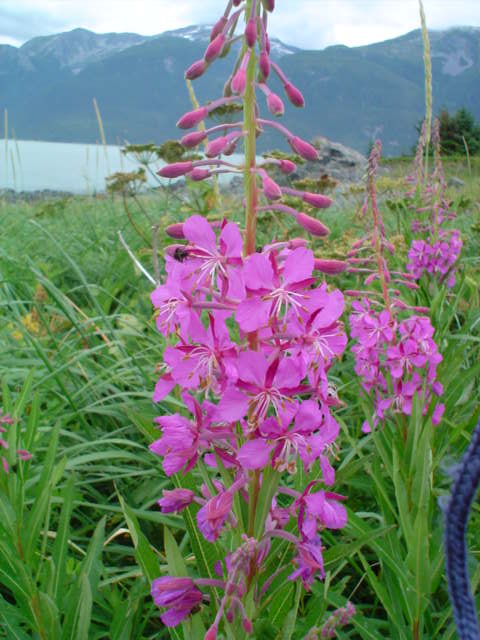 fireweed at Battery Point