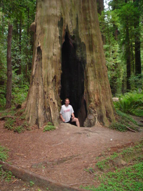 inside a redwood